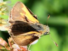 (Tawny Edged Skipper) male upperside