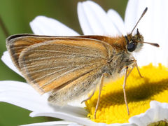 (European Skipper) underside