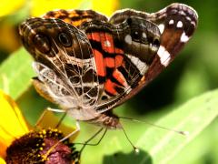 (American Lady) underside