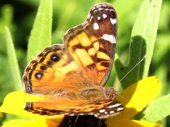 (American Lady) upperside