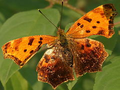 (Eastern Comma) summer form upperside