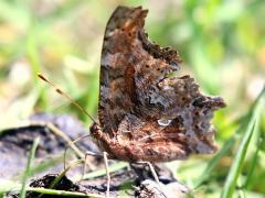 (Eastern Comma) underside