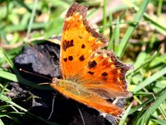 (Eastern Comma) upperside