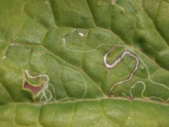 (Indian Plantain Leafminer Moth) upperside mine on Pale Indian Plantain