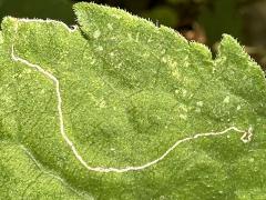 (Bucculatrix Moth) upperside mine on Arrow-leaved Aster