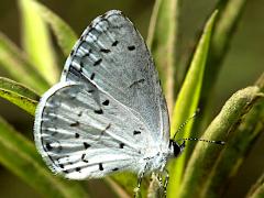 (Summer Azure) underside