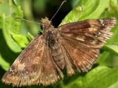 (Wild Indigo Duskywing) upperside