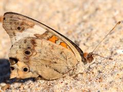 (Common Buckeye) underside