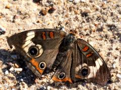 (Common Buckeye) upperside