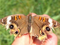 (Common Buckeye) upperside