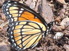 (Viceroy) underside