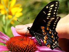 (Black Swallowtail) male underside on Broad-leaved Purple Coneflower