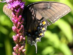 (Tiger Swallowtail) female dark form underside