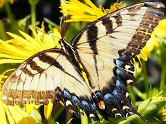 (Tiger Swallowtail) female upperside