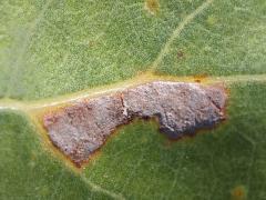 (Cottonwood Leafminer Moth) upperside mine on Cottonwood