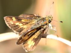 (Peck's Skipper) upperside