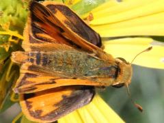 (Fiery Skipper) male upperside