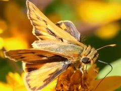 Fiery Skipper male upperside on Butter Daisy