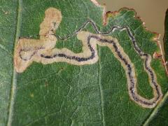 (Oak Pygmy Leafminer Moth) upperside mine on White Oak