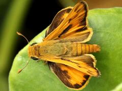 (Fiery Skipper) male upperside