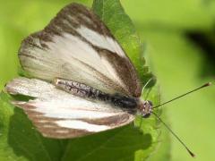 (Striped Albatross) upperside