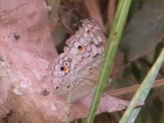 (Grey Pansy) underside