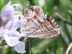 (Common Geranium-Bronze) underside