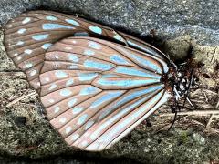 (Ceylon Blue Glassy Tiger) underside