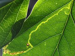 (Phyllocnistis Leafminer Moth) underside mine on Poisonous Sea Bean