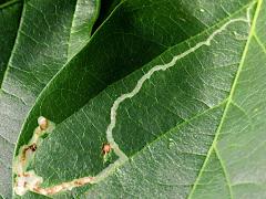 (Phyllocnistis Leafminer Moth) upperside mine on Poisonous Sea Bean