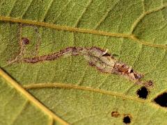 (Leucochorda Leafminer Moth) underside mine on Sea Almond