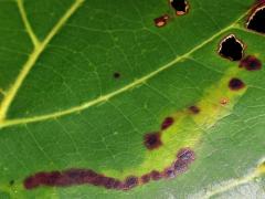 (Leucochorda Leafminer Moth) upperside mine on Sea Almond