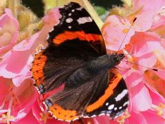 (Red Admiral) atalanta upperside