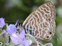 (Lang's Short-tailed Blue) underside