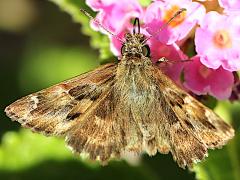 (Mallow Skipper) upperside