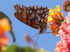 (Andean Silverspot) underside