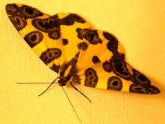 (Blotched Leopard Moth) upperside