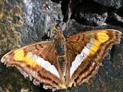 (Linda's Emperor) upperside