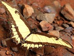 (Broad-banded Swallowtail) male upperside