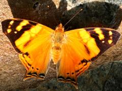 (Orange Admiral) upperside