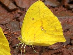 (Tailed Sulphur) underside