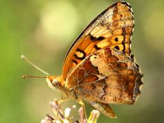 (Variegated Fritillary) underside