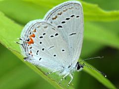 (Eastern Tailed Blue) underside