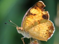 (Pearl Crescent) male underside