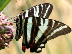 (Zebra Swallowtail) underside