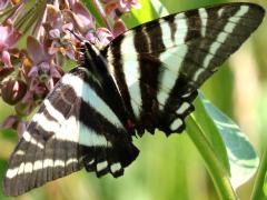 (Zebra Swallowtail) upperside