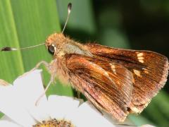 (Umber Skipper) underside