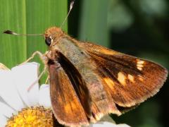 (Umber Skipper) upperside