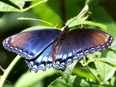 (Red-spotted Purple) astyanax upperside