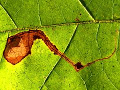 (Sycamore Leafminer Moth) backlit mine on American Sycamore